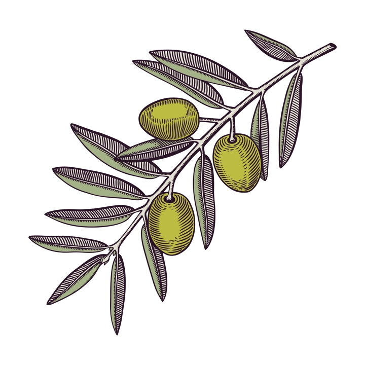 Olive tree branch with fruits and leaves in engraved style. Mediterranean plant with vegetables. Italian or Greek food ingredient sketch. Hand-drawn vector illustration isolated on white background. 